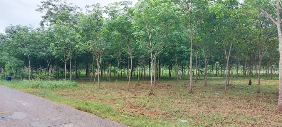 ที่ดินถลางบ้านพารา ถลาง ภูเก็ต 6-1-48.3