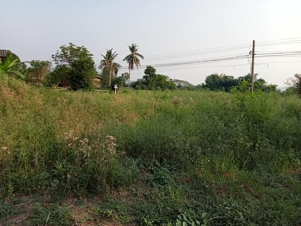 ที่ดินบ้านโตงเตง 0-3-99.2 อ.วังเจ้า