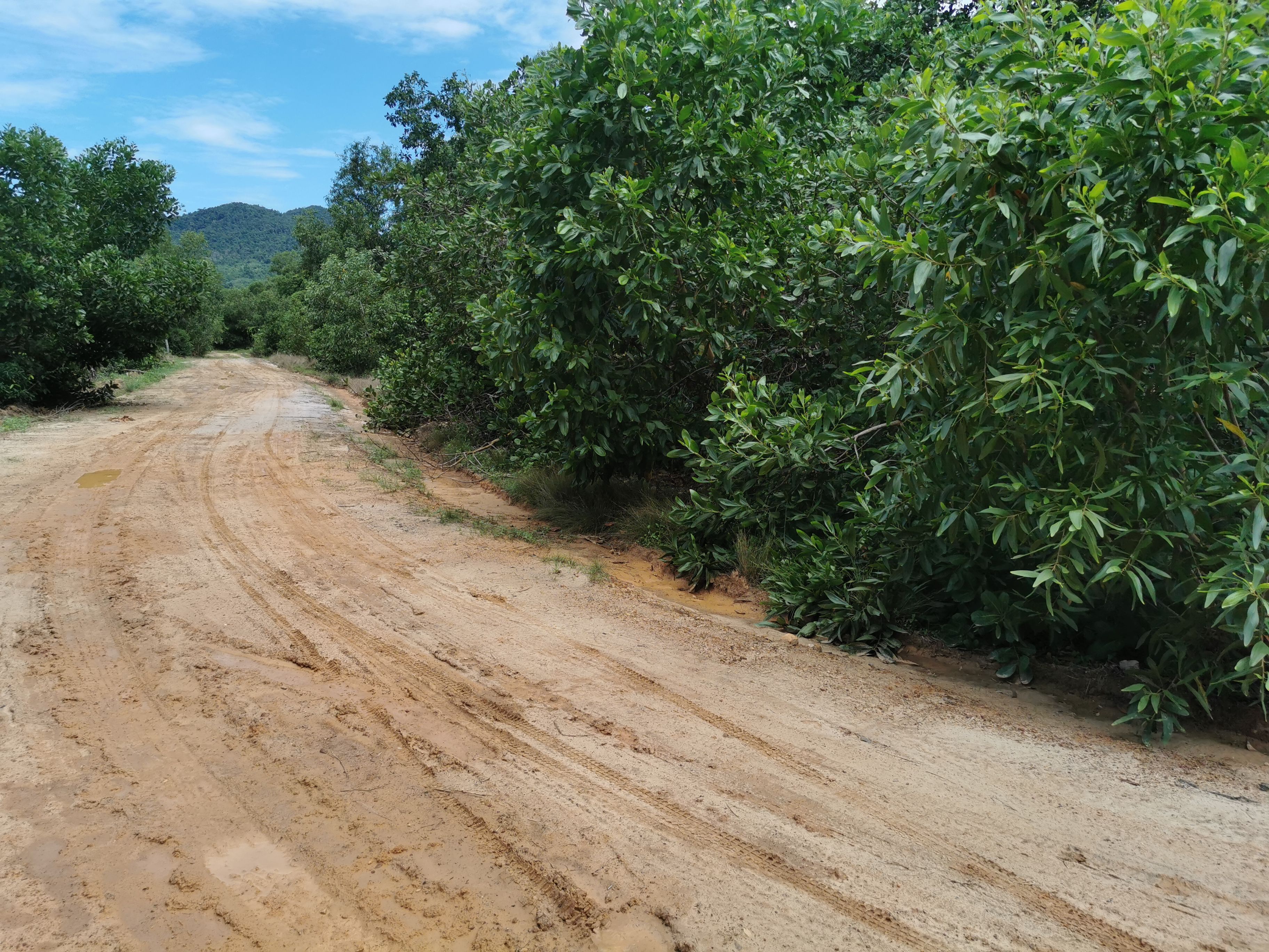 ขายที่ดินห่างชายหาด500เมตร เกาะยาวใหญ่ ราคาถูก