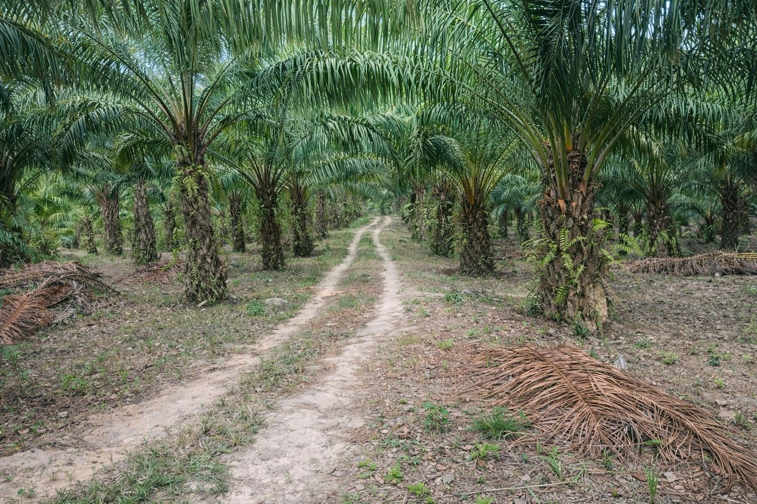🌴 สวนปาล์มน้ำมัน พร้อมเก็บผลผลิต ทำเลดี ใกล้ถนน 🌴  ขายสวนปาล์มน้ำมัน แปลงสวย พร้อมทำต่อได้ทันที ปาล์มอายุ 8 ปี ให้ผลผลิตแล้ว เหมาะทั้งลงทุนและทำสวนระยะยาว
