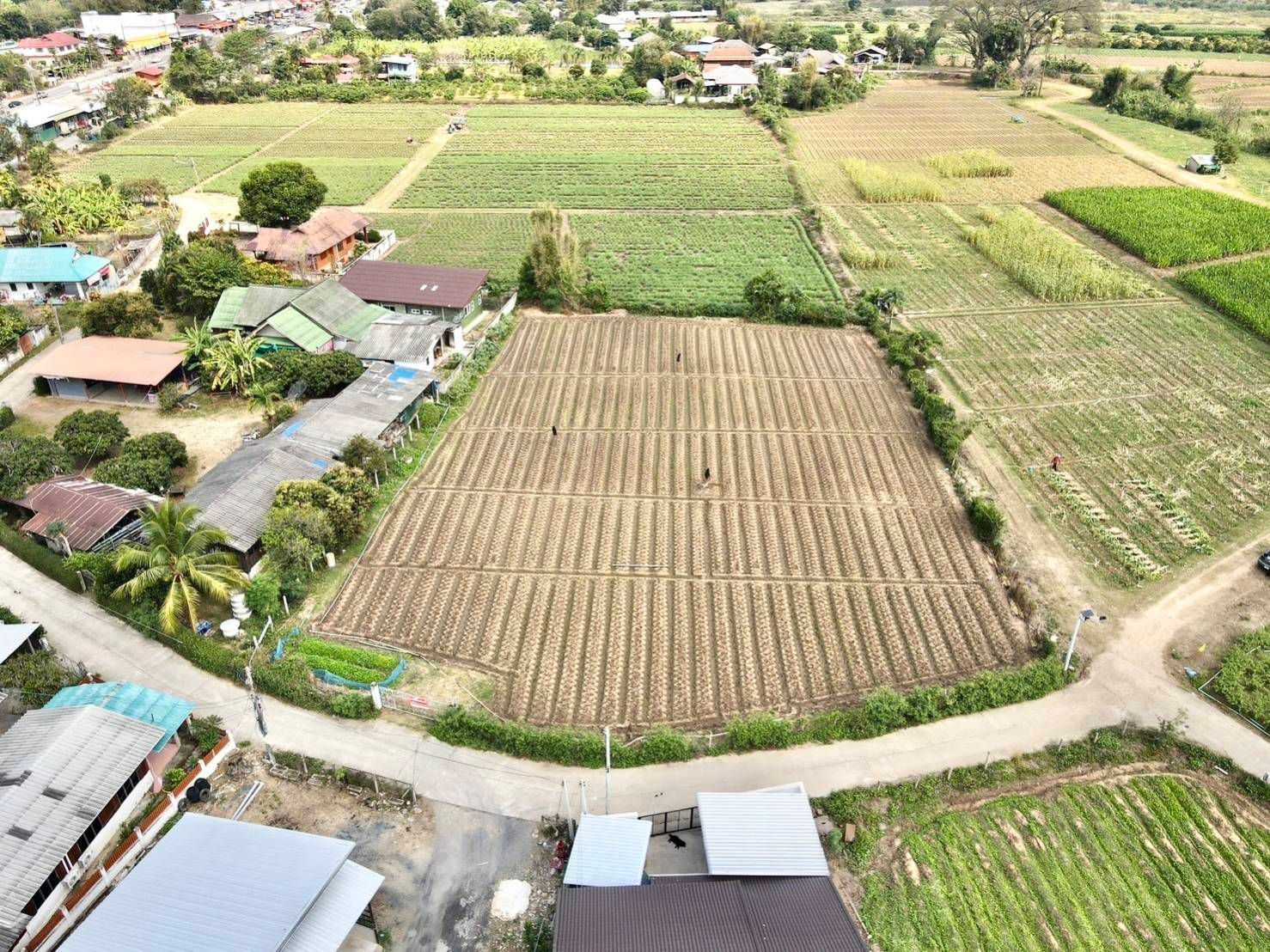 ขายที่ดิน 373 ตรว 2 แปลงติดกัน อำเภอแม่แตง จังหวัดเชียงใหม่ 