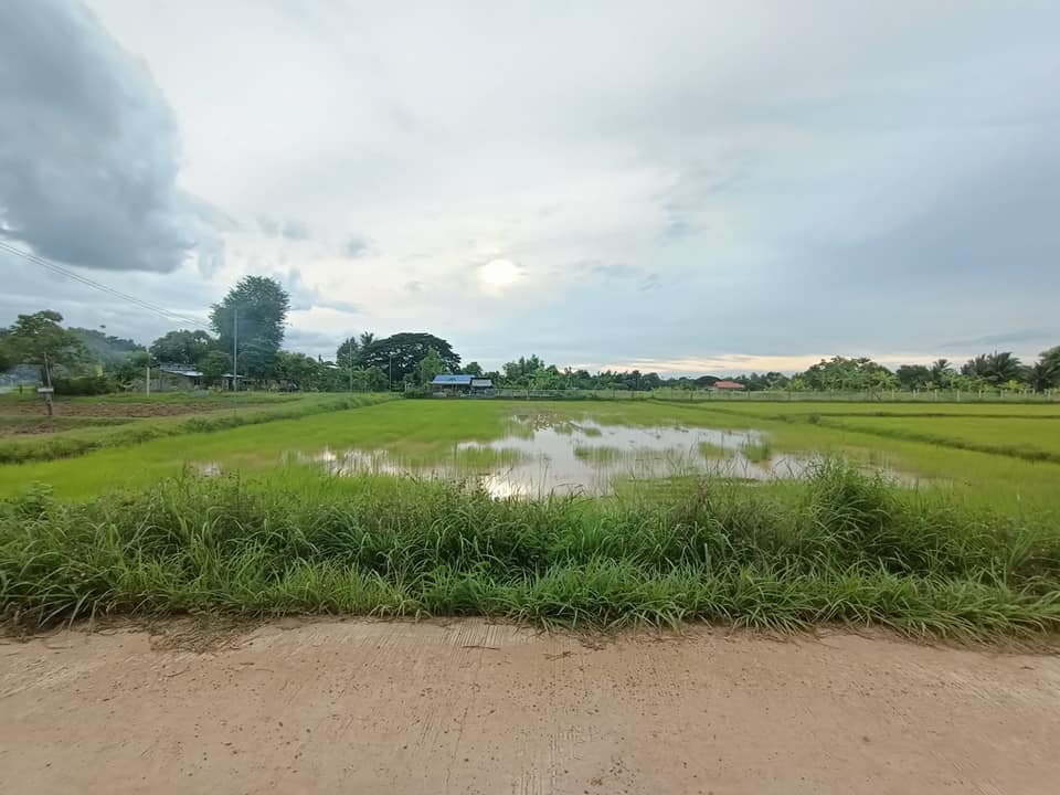 ขายที่ดินพร้อมสิ่งปลูกสร้าง เดชอุดม อุบลราชธานี 172 ตรว.