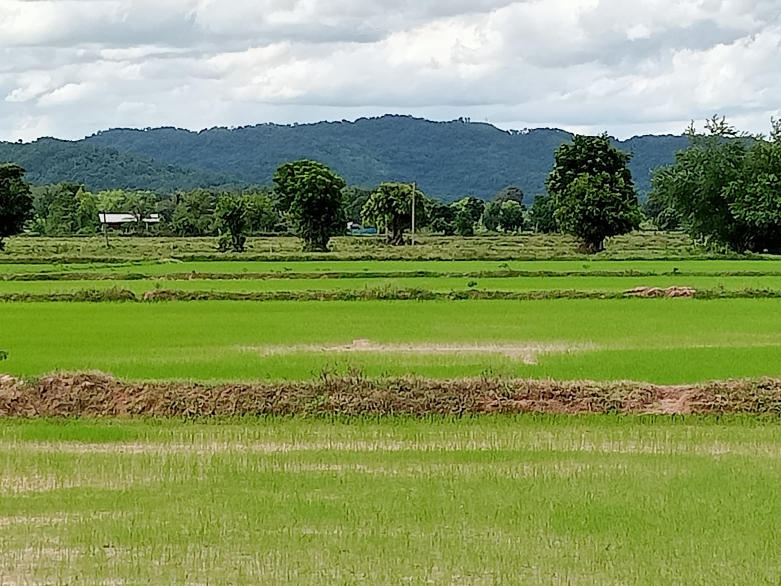 ขายที่ดินสระบุรี วิหารแดง 49-0-68