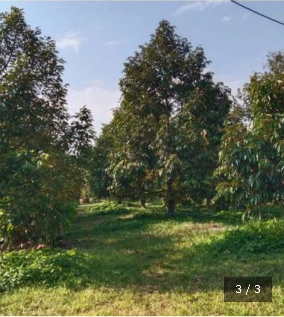 ขายสวนทุเรียน นครศรีธรรมราช ท่าศาลา 4 ไร่