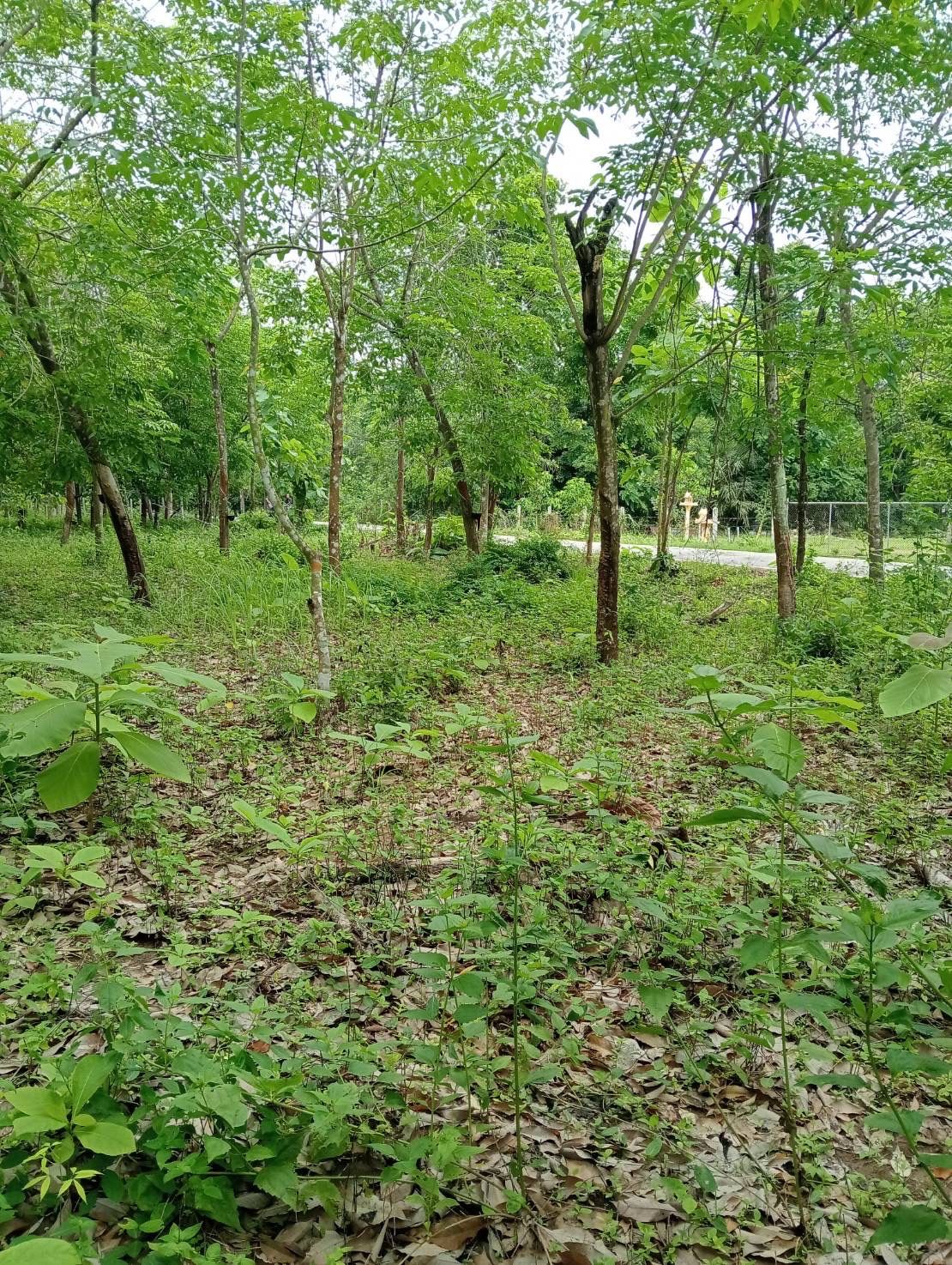 ขายที่ดินสุโขทัย ทุ่งเสลียม ที่ดิน น.ส.3ก