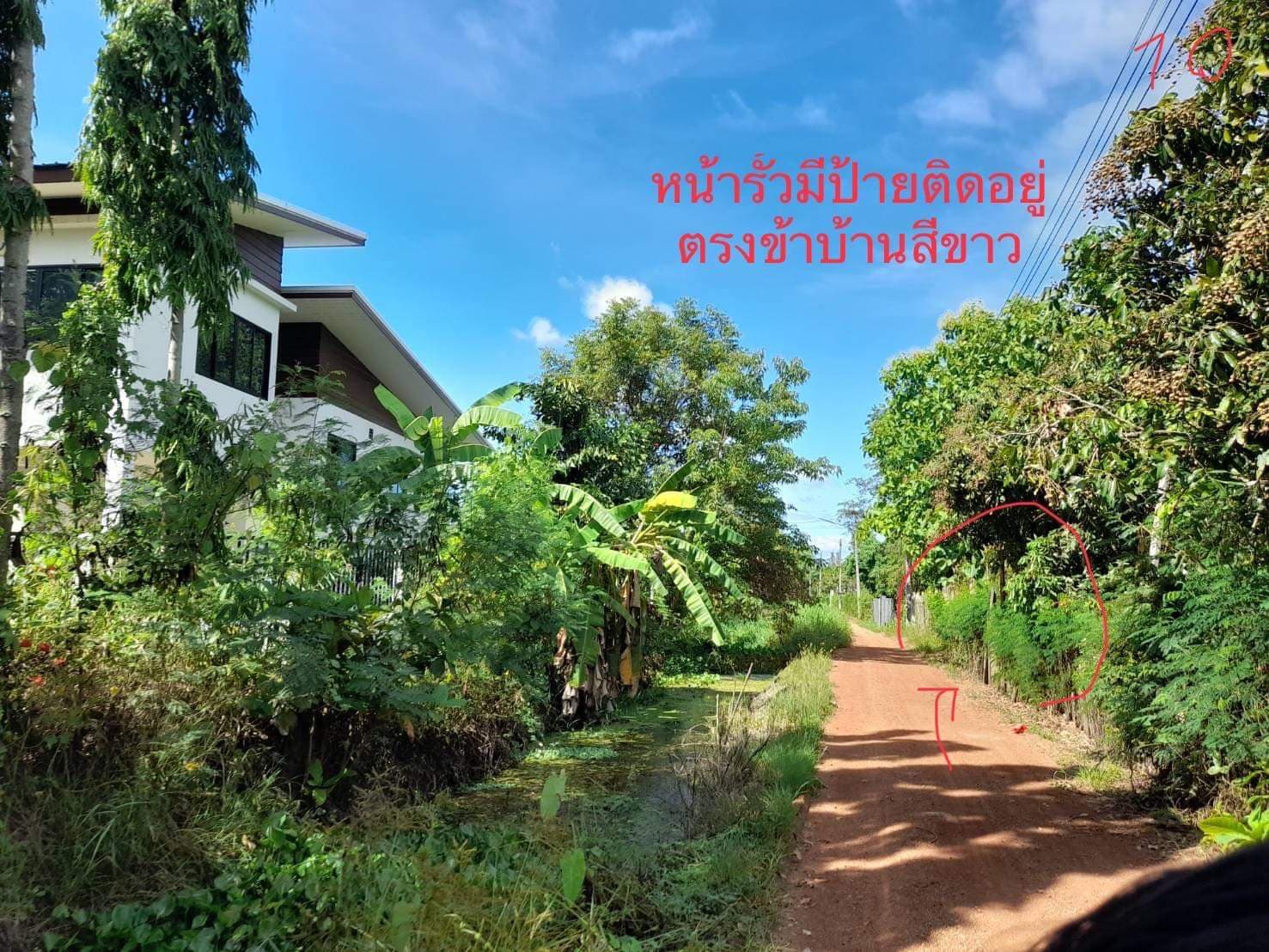 ขายที่สวนลำไย ม.1 ต.เหมืองง่า อ.เมือง จ.ลำพูน 2-1-84 ไร่
