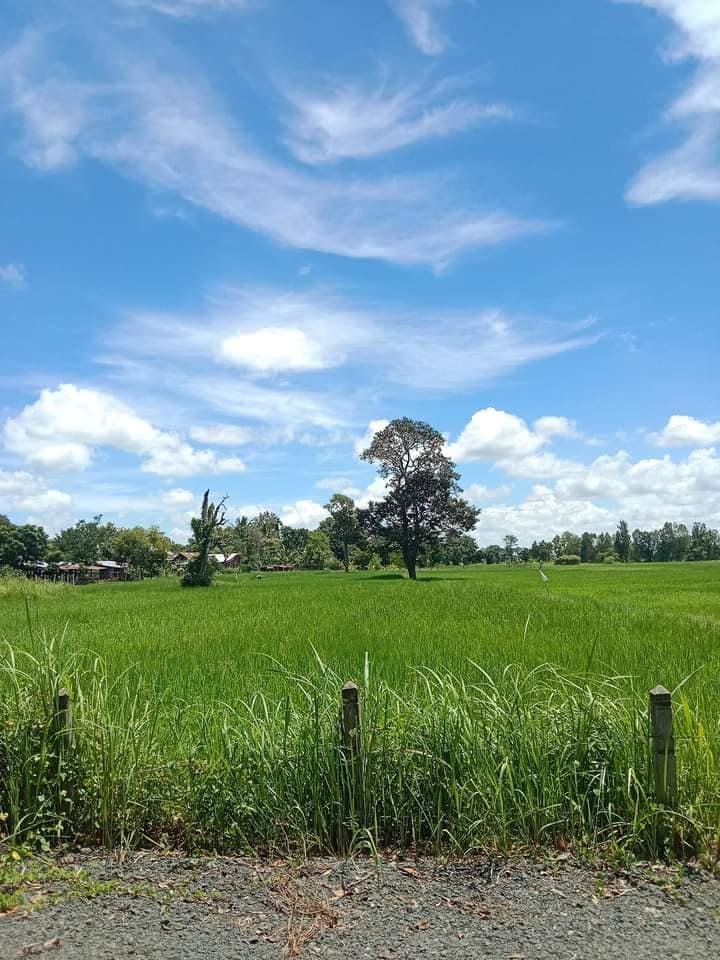 ขายที่นา ราคาประเมิน บุรีรัมย์ 5-3-57