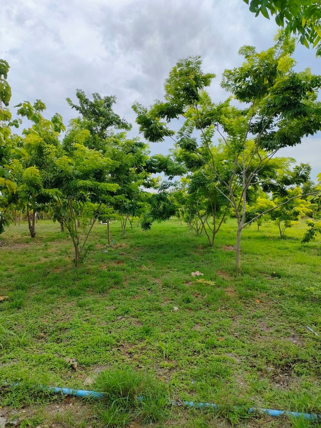 ขายที่ดิน เนื้อที่ 3 ไร่  ต. พลับพลาไชย อ. อู่ทอง จ.สุพรรณบุรี