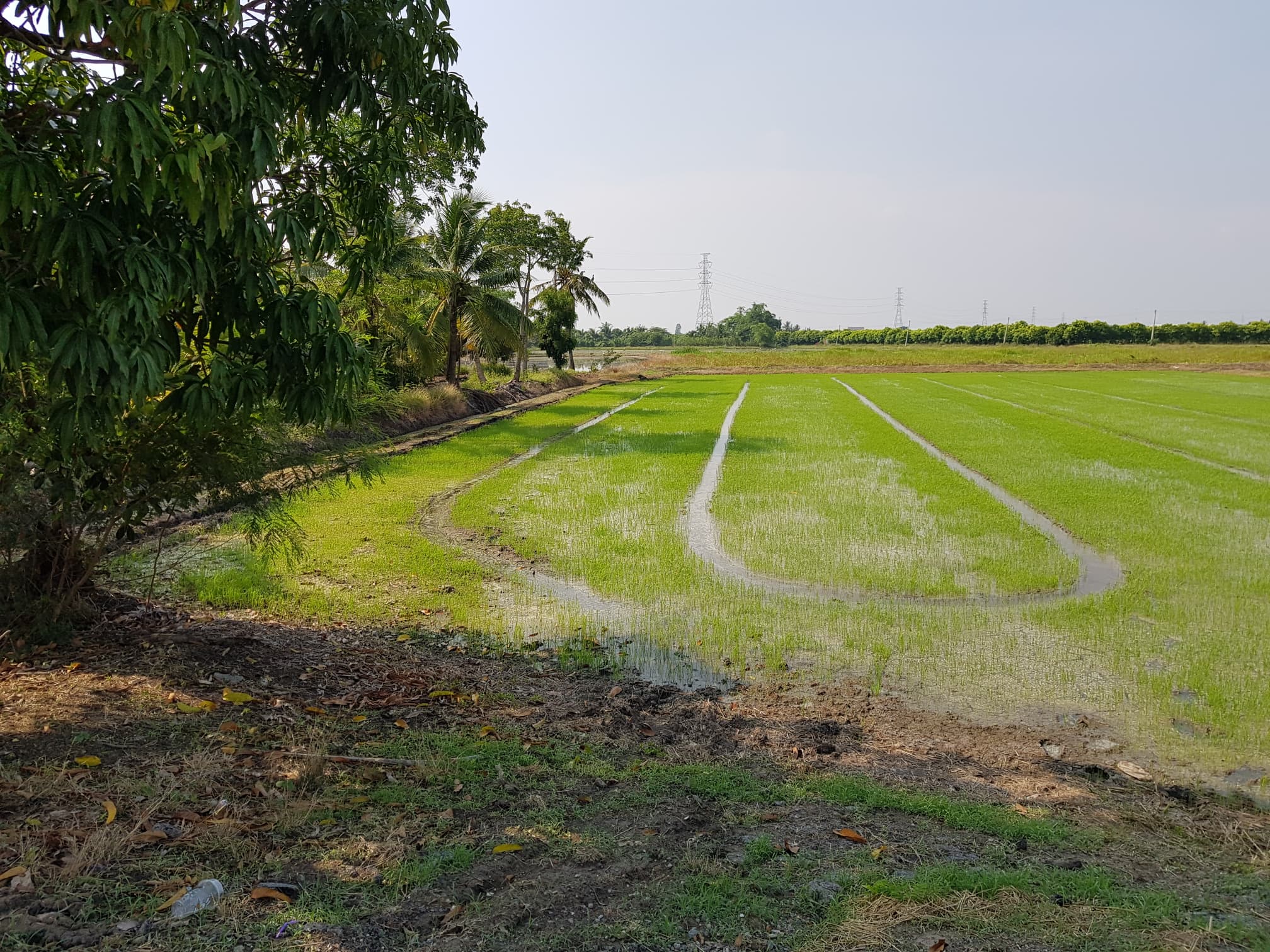 ที่ดินเปล่า อ.ศรีประจันต์ จ.สุพรรณบุรี 2-0-64