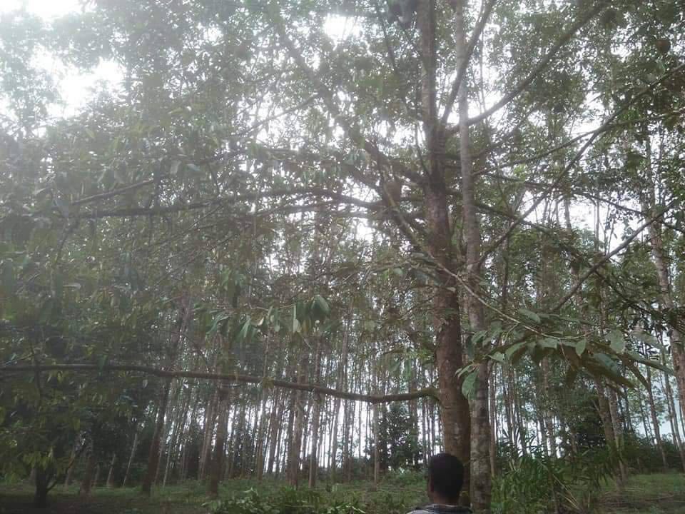 ที่ดินพร้อมสวนมีบ้านพัก กระบี่ 5-1-39.4