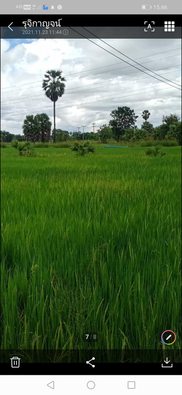 ที่ดินติดถนนราดยางเป็นที่นา บ้านลาด เพชรบุรี 8 ไร่