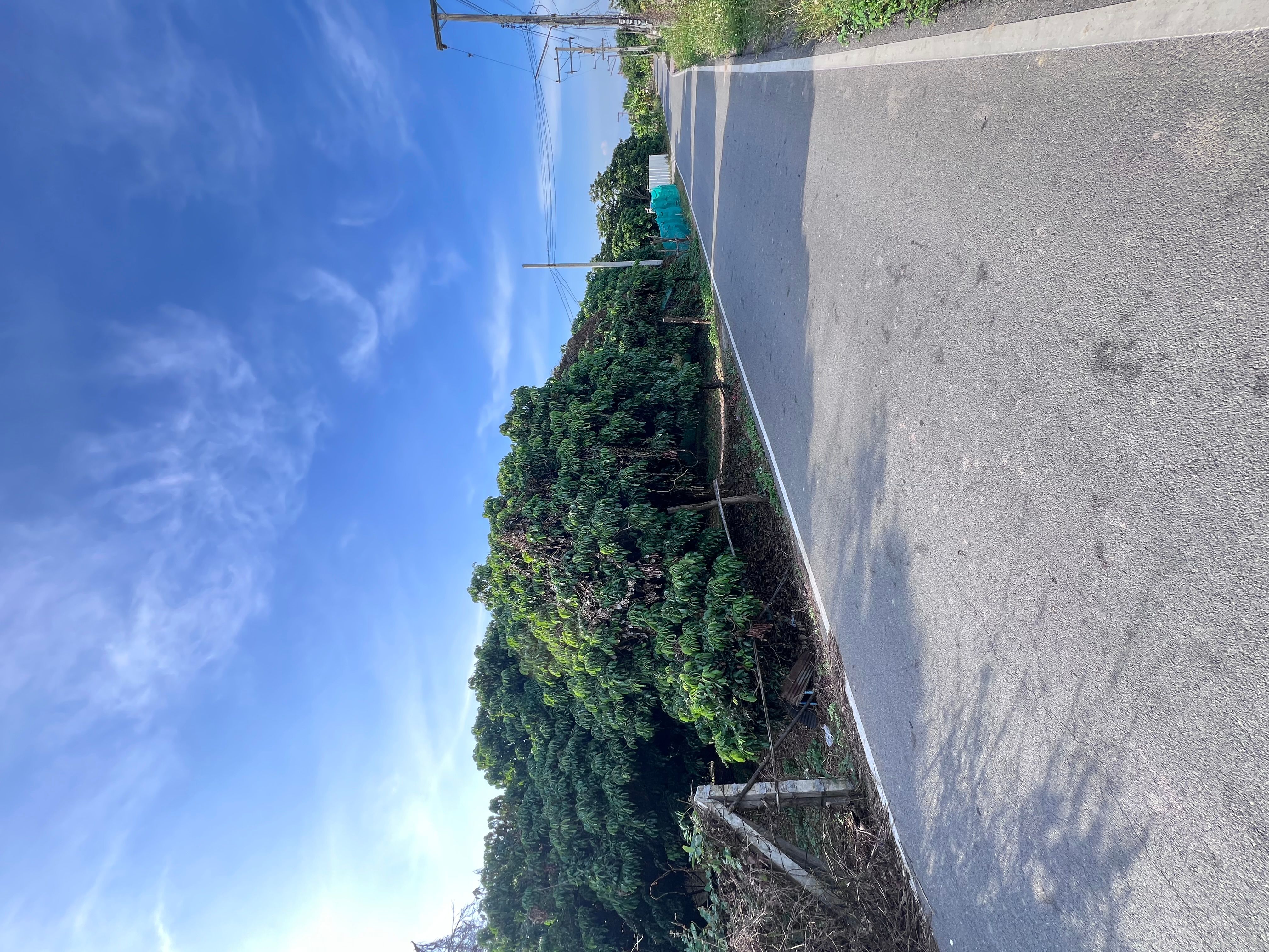 ที่ดินเปล่า อ.เมือง ลำพูน 161 ตร.ว.