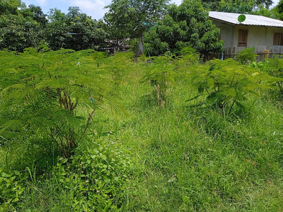 ขายที่ดินเปล่า อ.แก่งคอย จ.สระบุรี 0-0-50