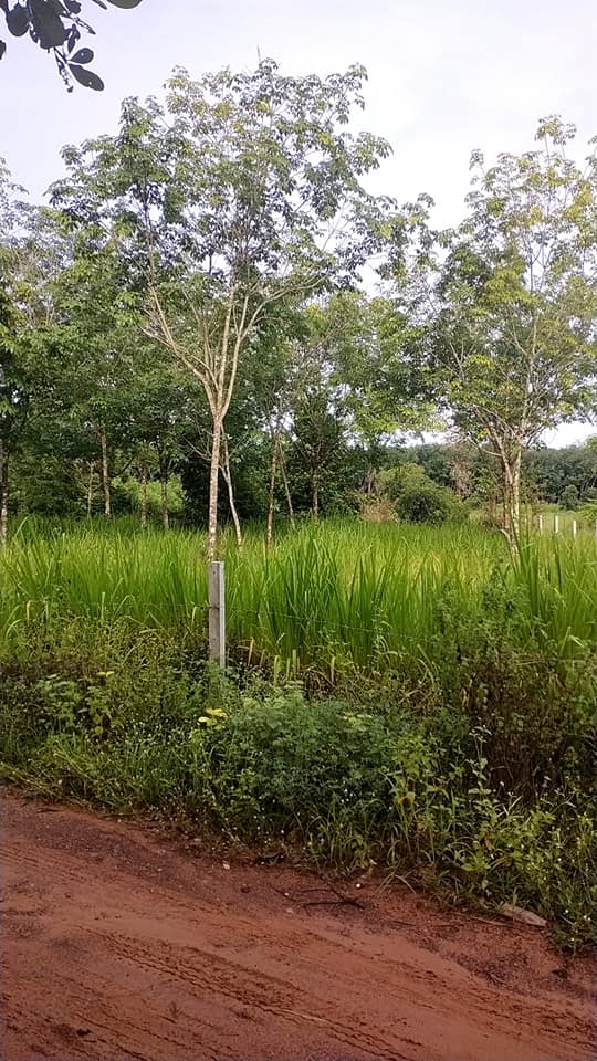 ที่ดิน ด้านหน้ามีคลองส่งน้ำ อุบลราชธานี 2 งาน