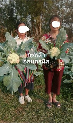 ขายที่ดินบ้านสวนแม่แตง เชียงใหม่
