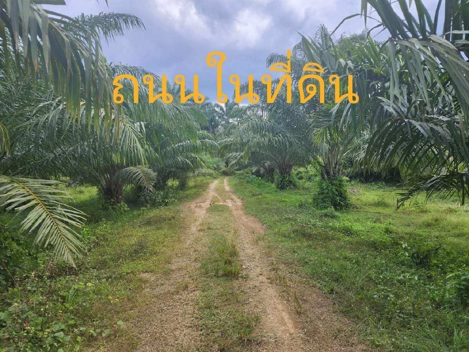 ขายที่ดินจังหวัดกระบี่ หนองทะเล สวนปาล์ม 9 ไร่ อายุปาล์ม 6 ปี เก็บผลผลิตได้แล้ว โฉนดครุฑแดง ติดถนนสาธารณะ