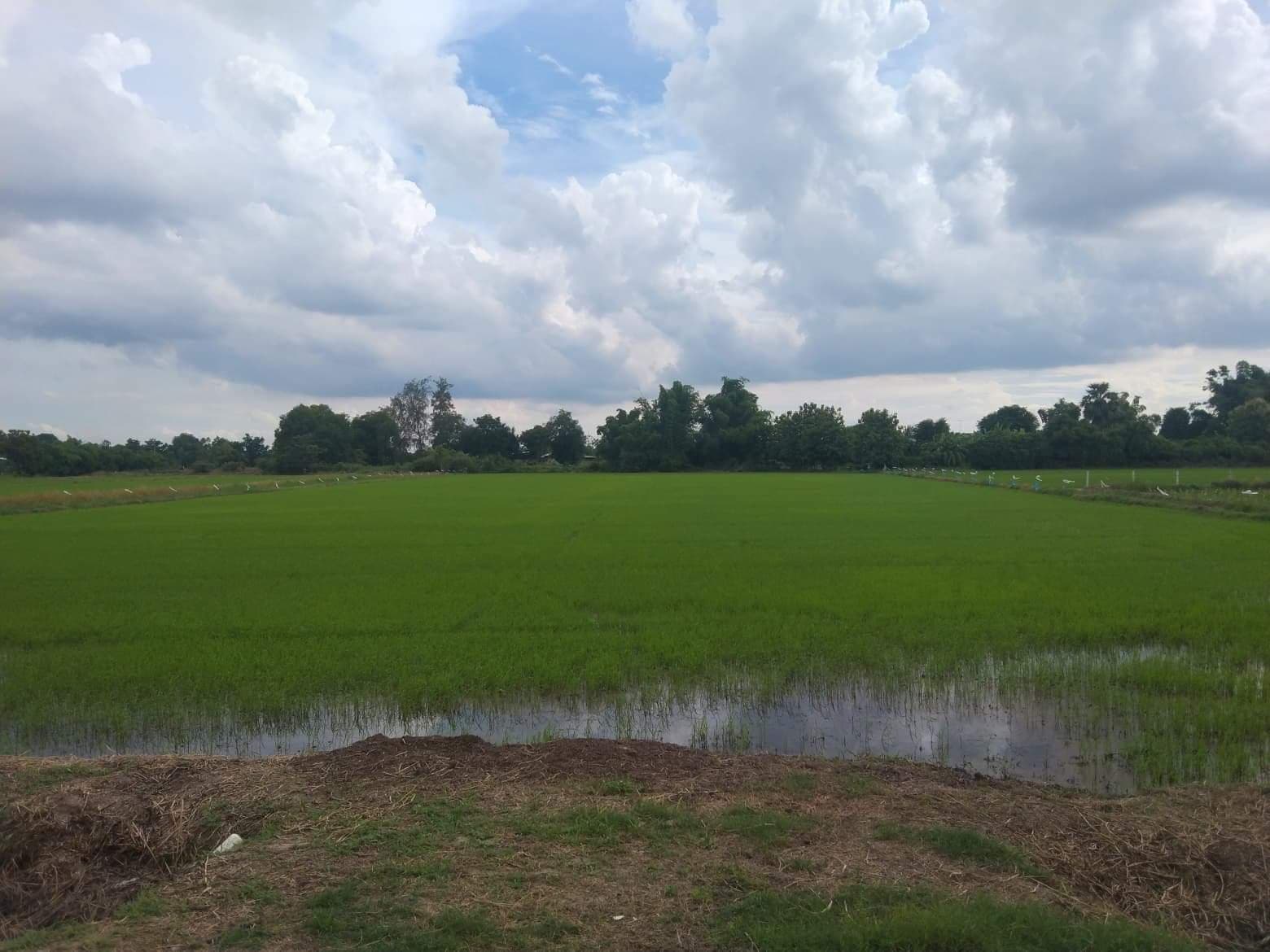 ขายที่ดิน ที่นา ดอนเจดีย์ สุพรรณบุรี 7-3-95