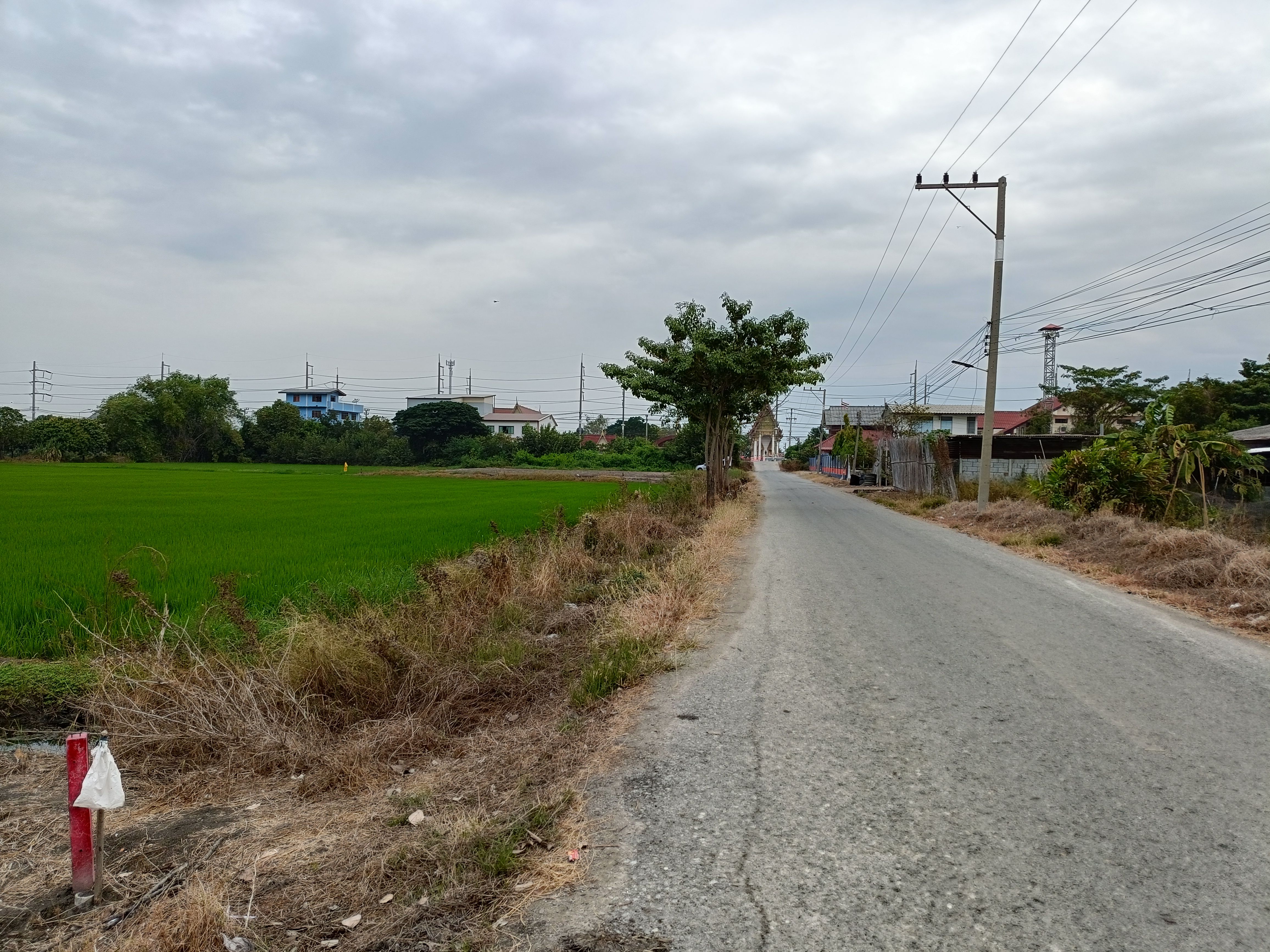 ขายที่ดิน ต.บางเลน อ.สองพี่น้อง จ.สพรรณบุรี