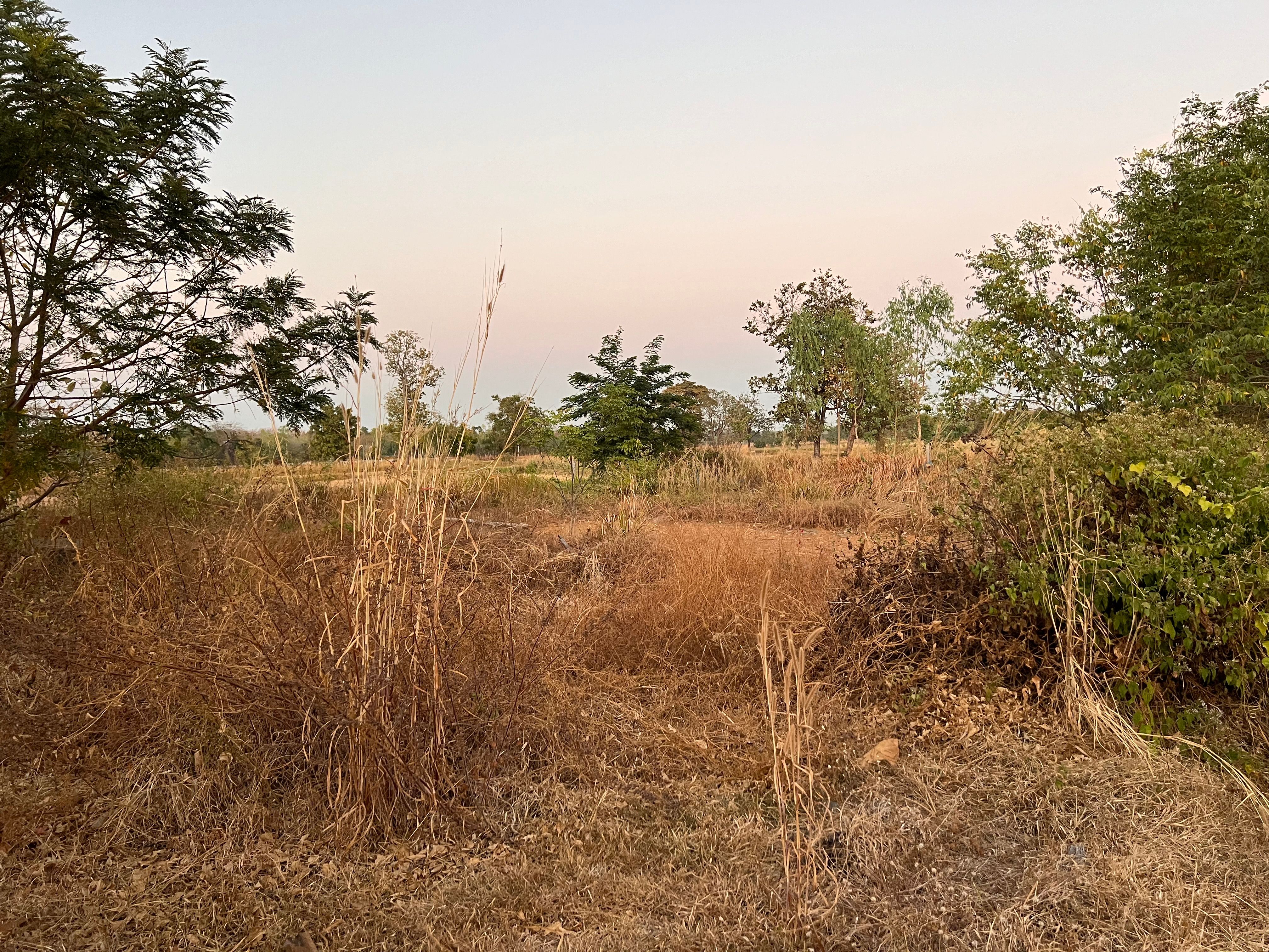 ขายที่ดินยโสธร อำเภอไทยเจริญ