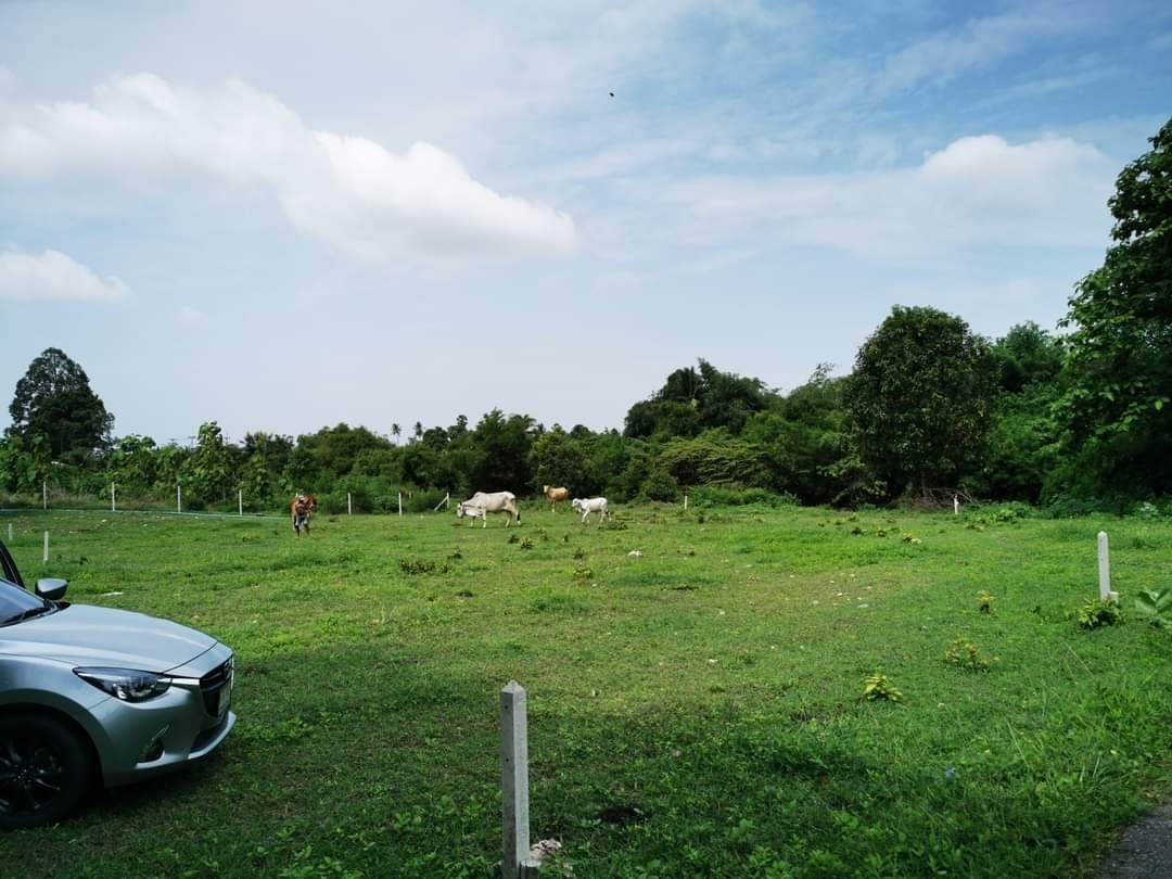 ขายที่ดินราชบุรี จ.ราชบุรี อ.บ้านโป่ง 0-1-66.3 