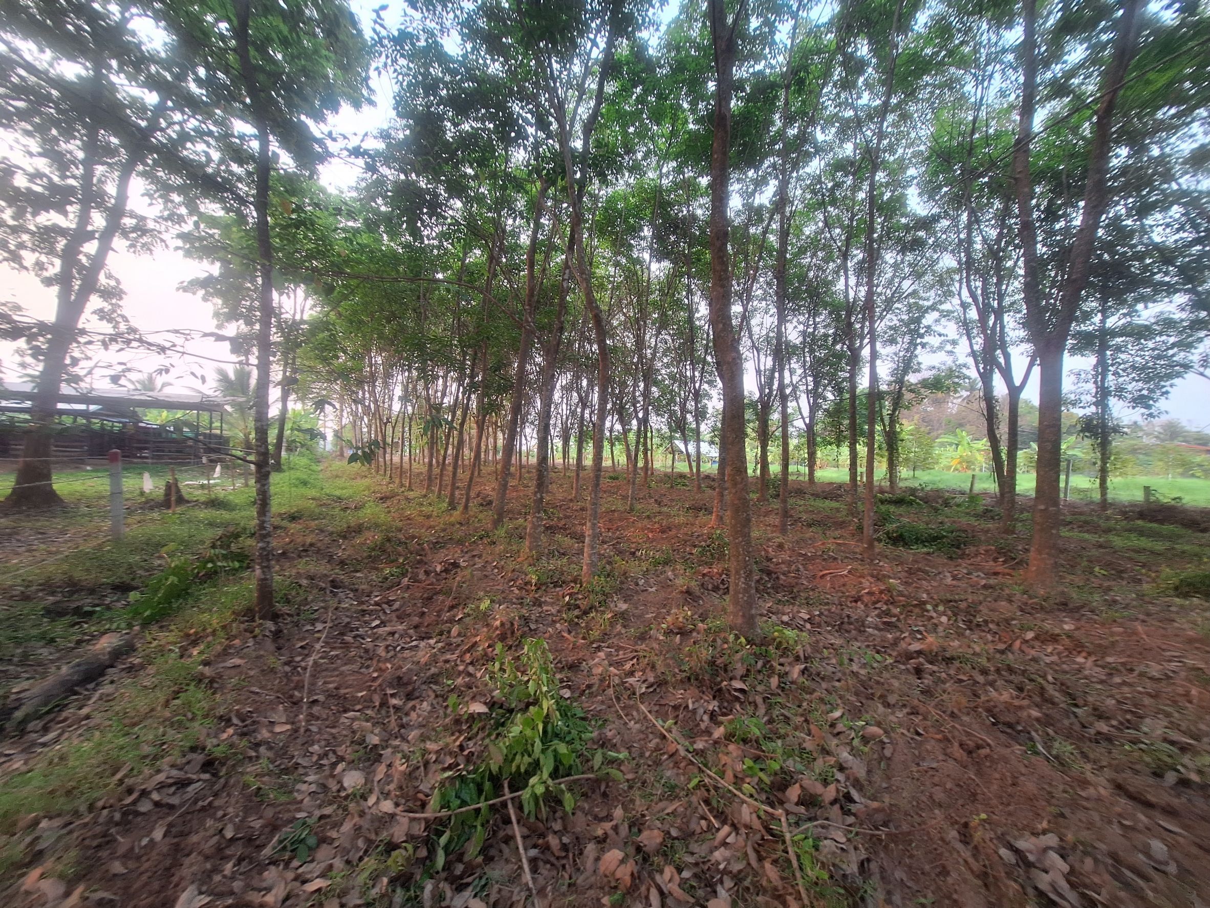 ขายที่ดิน หนองคาย 2-2-4.3 ไร่