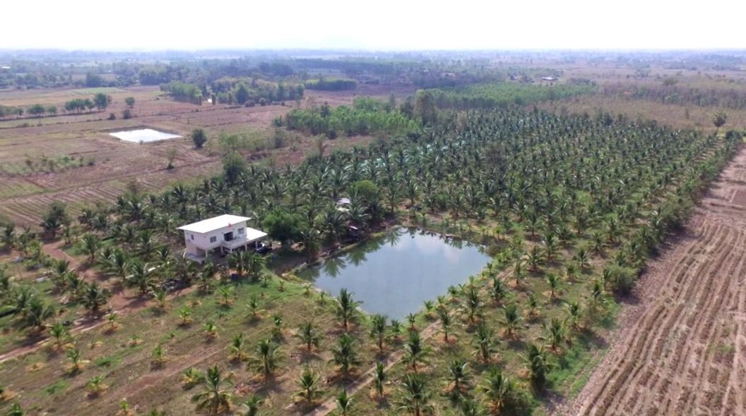 ขายที่ดินยกแปลงรวม 16 แปลงพร้อมสวนมะพร้าวและส้มโอ แถมบ้านอีก 1 หลัง
