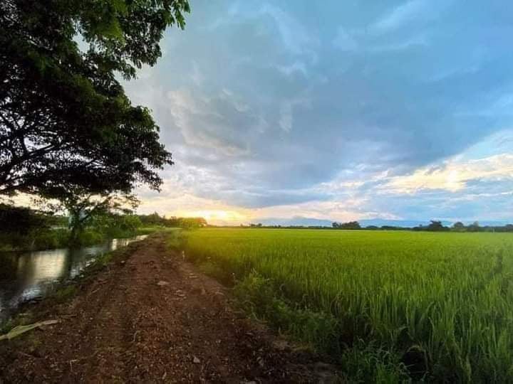 ที่ดินที่นา ป่าซาง ลำพูน 6-1-66