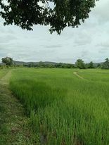 ที่ดินเป็นนา พาน เชียงราย 14-0-13.3