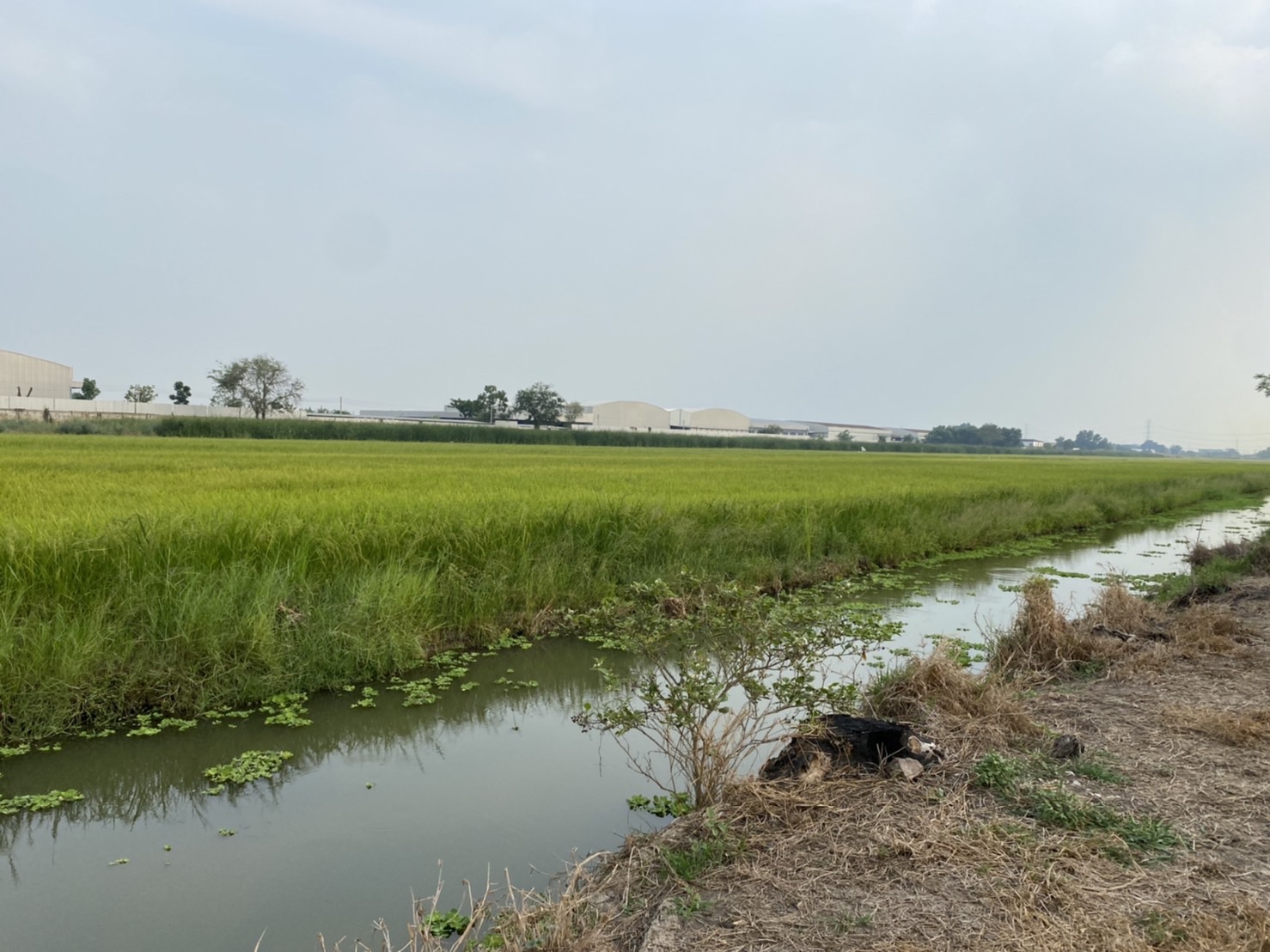 ที่ดินถมแล้ว ต.ขุนศรี อ.ไทรน้อย นน่ทบุรี 60 ตรว.