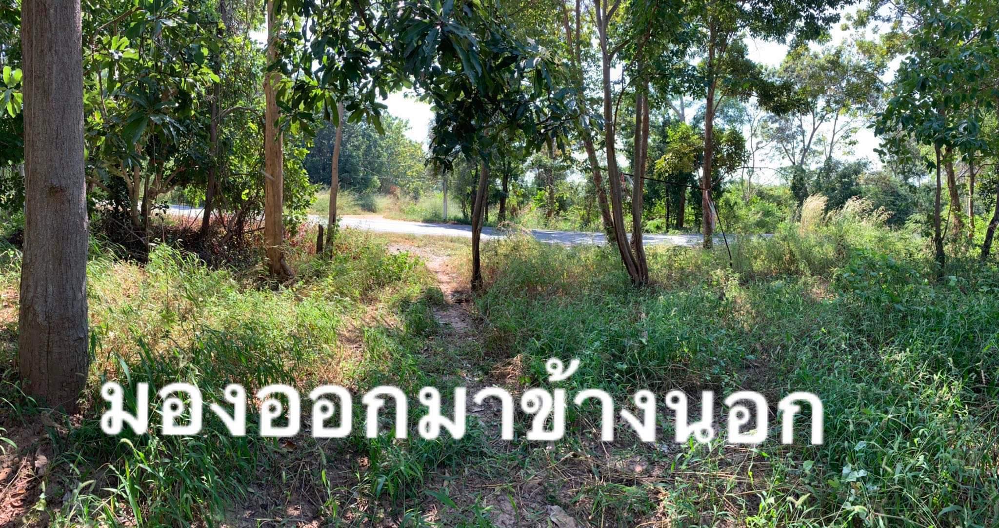 แปลงที่ดินสวยๆ ติดถนนสายหลัก จ.นครราชสีมา 3-2-42