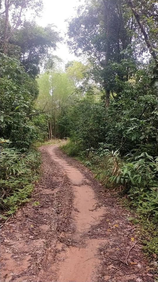 ที่ดินเปล่า ราคาถูก อุบลราชธานี 2-1-45 ไร่