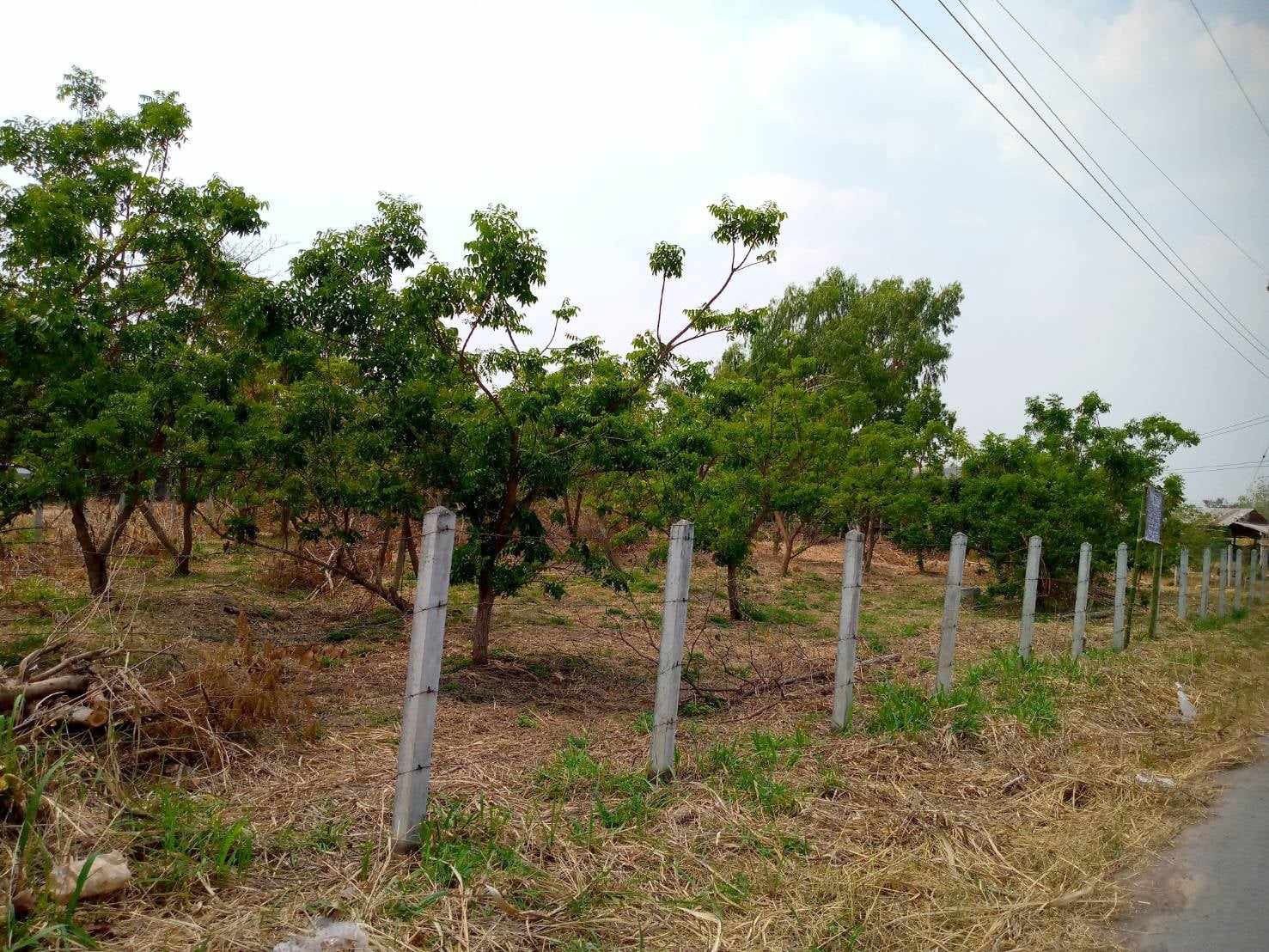 ขายที่ดินหนองบัวลำพู ที่ดินแปลงสวย ติดถนนสาธารณะ น่าลงทุนมาก เมืองหนองบัวลำภู 4-3-55 ไร่.