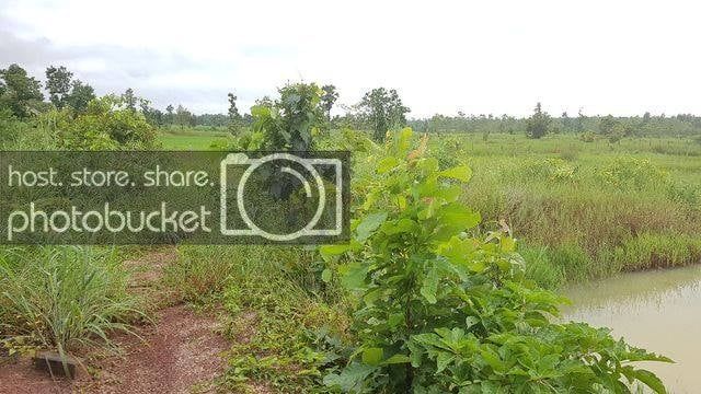 ขายที่ดินสกลนคร อุ่มจาน กุสุมาลย์ ติดถนนลาดยาง (ถนนทางหลวงชนบท 4025)