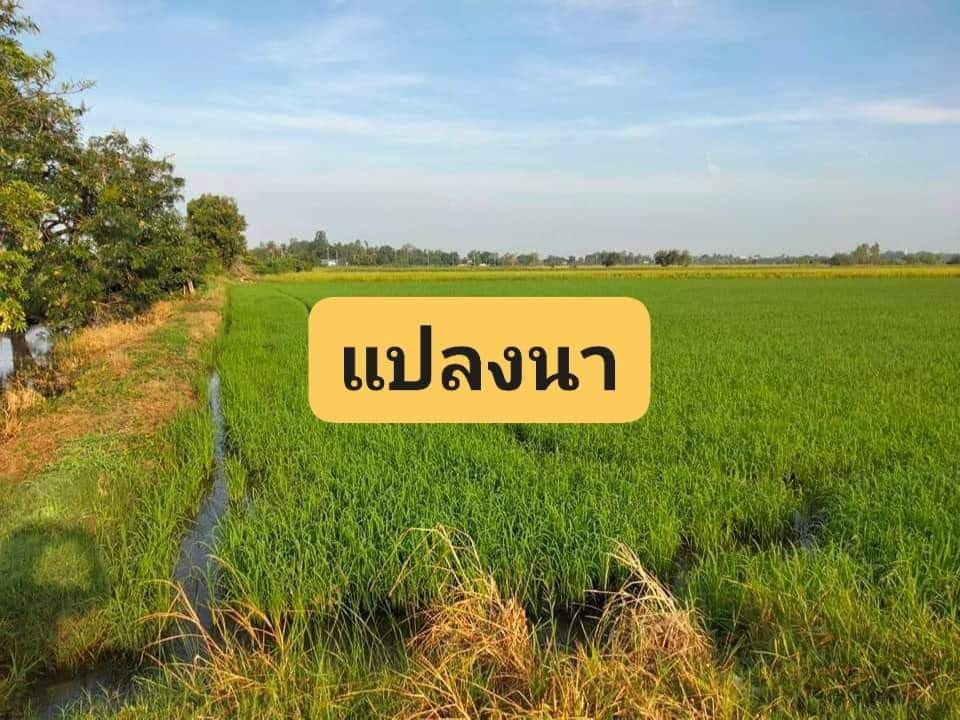 ขายที่นา มีเหมืองส่งน้ำ เจาะบาดานให้แล้ว