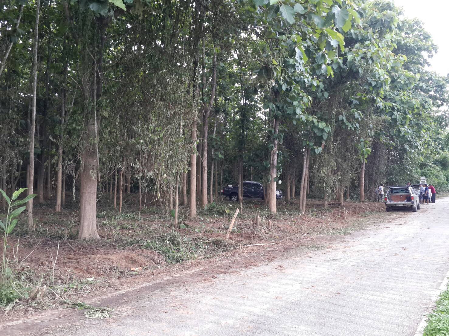 ที่ดินสวนไม้สัก เชียงใหม่ ฝาง 14-3-53