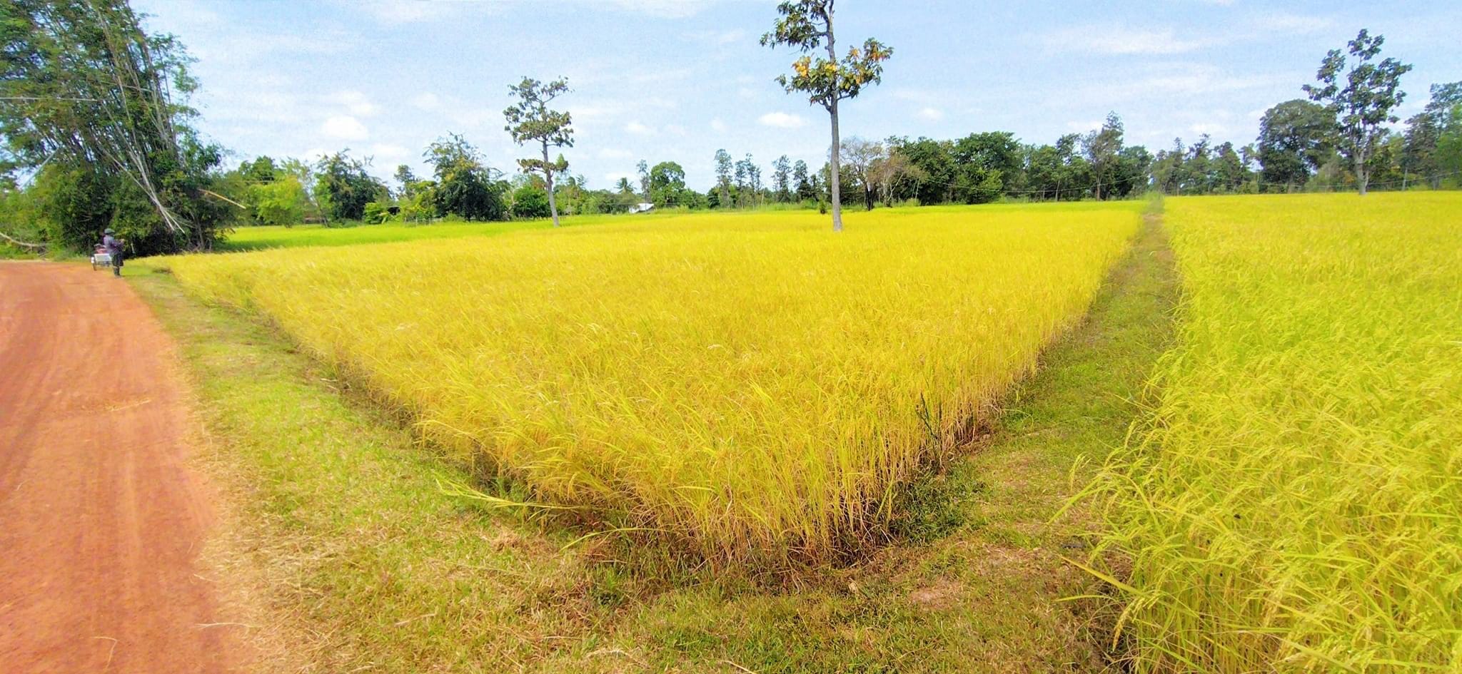 ขายที่ดิน/ที่นา/ทำการเกษตร