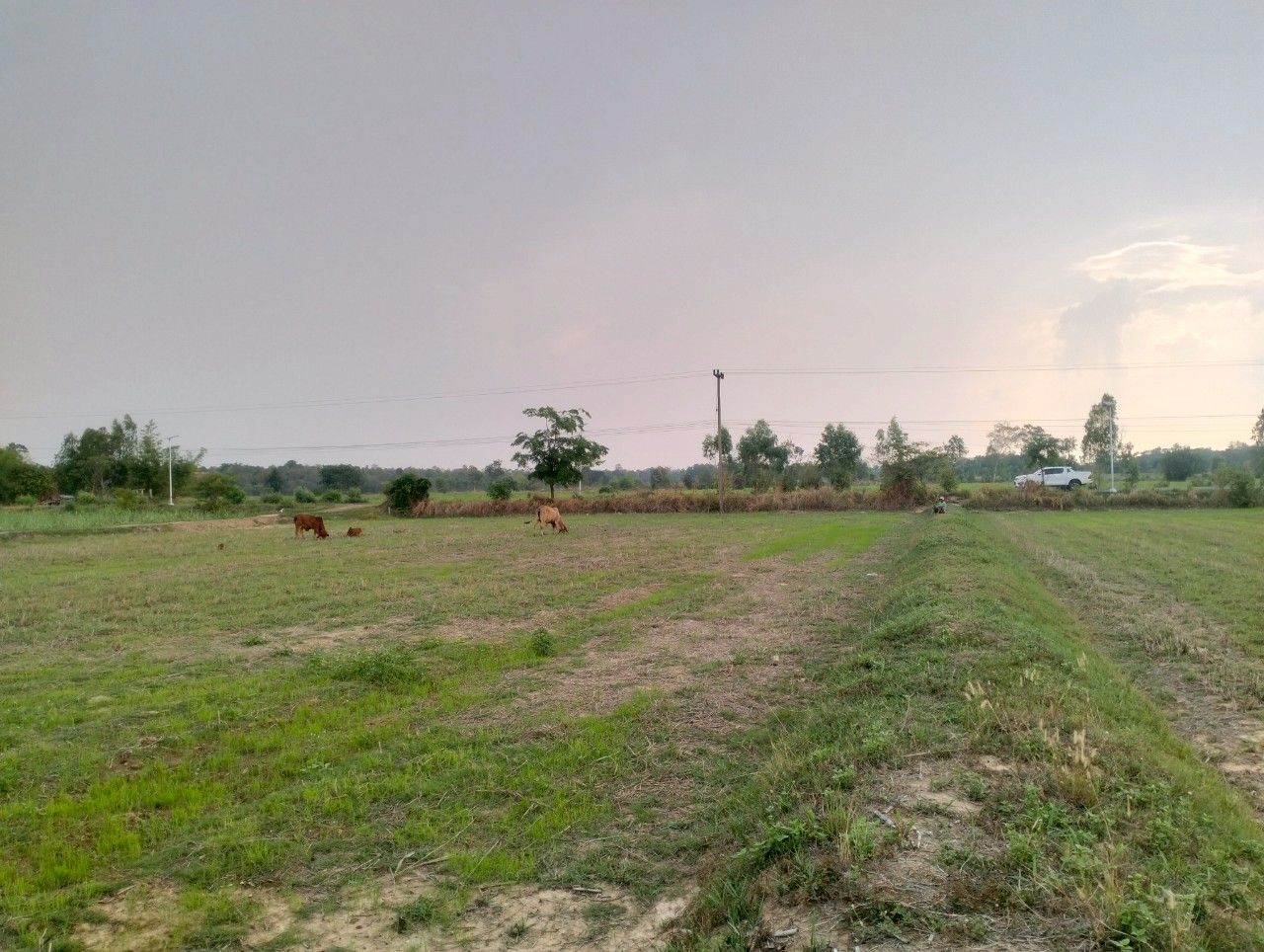 ขายที่ดิน8ไร่ ติดถนนทางเข้าบ้านสังคม ต.หลักเหลี่ยม อ.นามน จ.กาฬสินธุ์