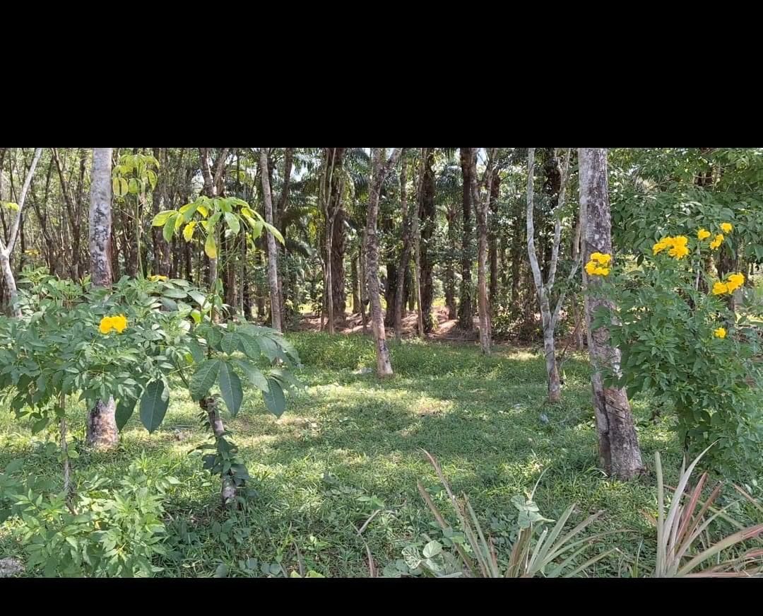 ประกาศขายที่ดิน ตำบลนาเตย อำเภอท้ายเหมือง จังหวัดพังงา