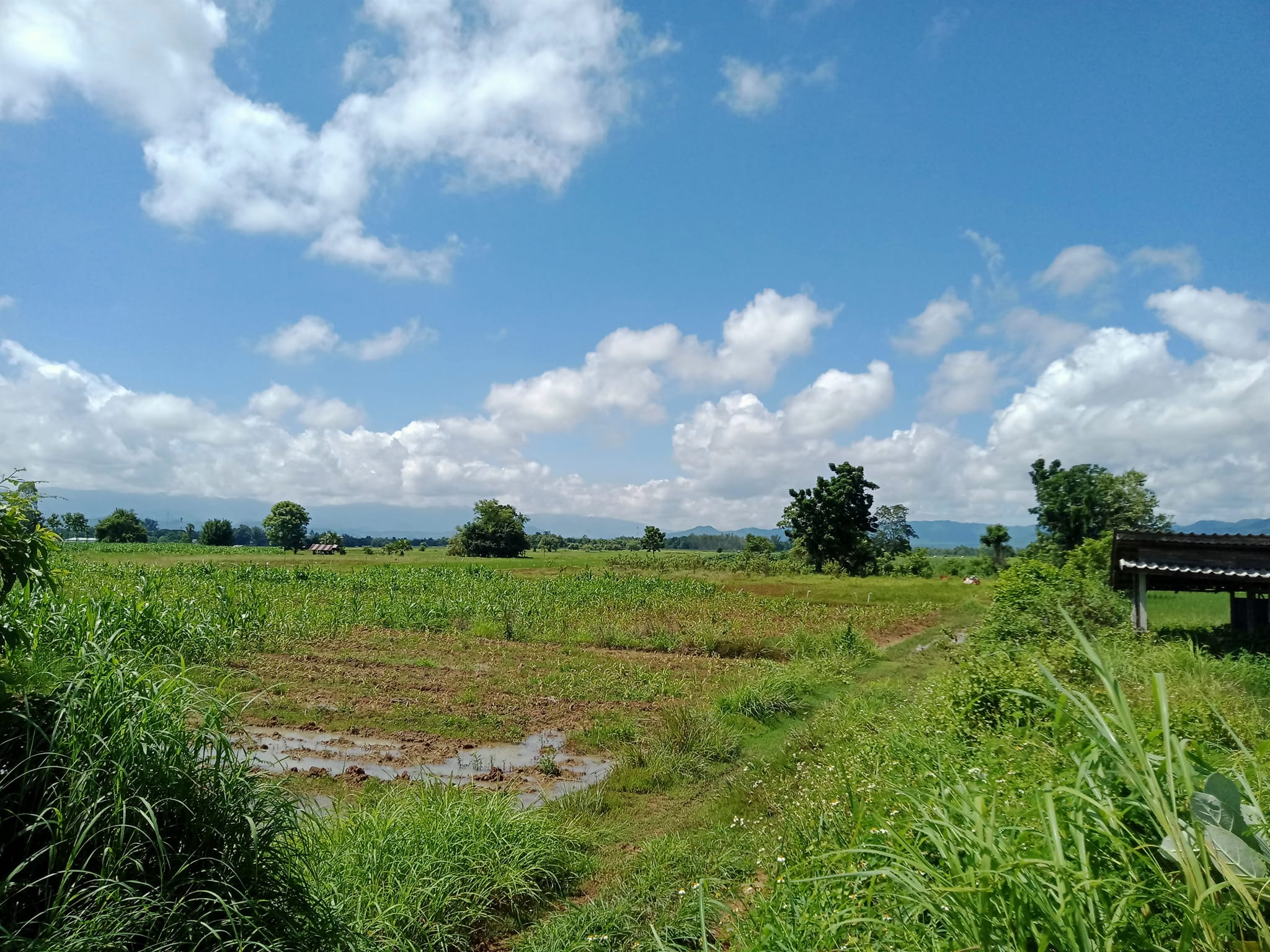 ขายที่ดินลำปาง แม่ทะ 2-3-23