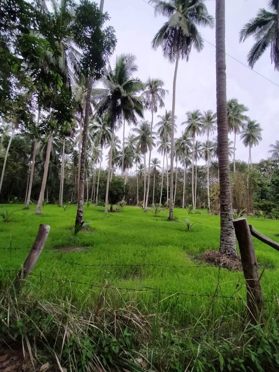 ที่ดินการเกษตรนราธิวาส จ.นราธิวาส อ.บาเจาะ 7-1-91 ไร่