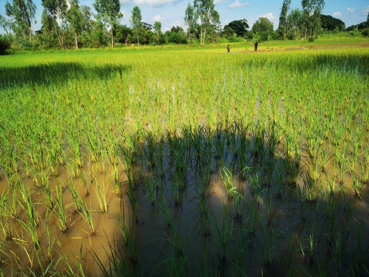 ขายที่ดินใกล้มหาวิทยาลัยมหาสารคาม