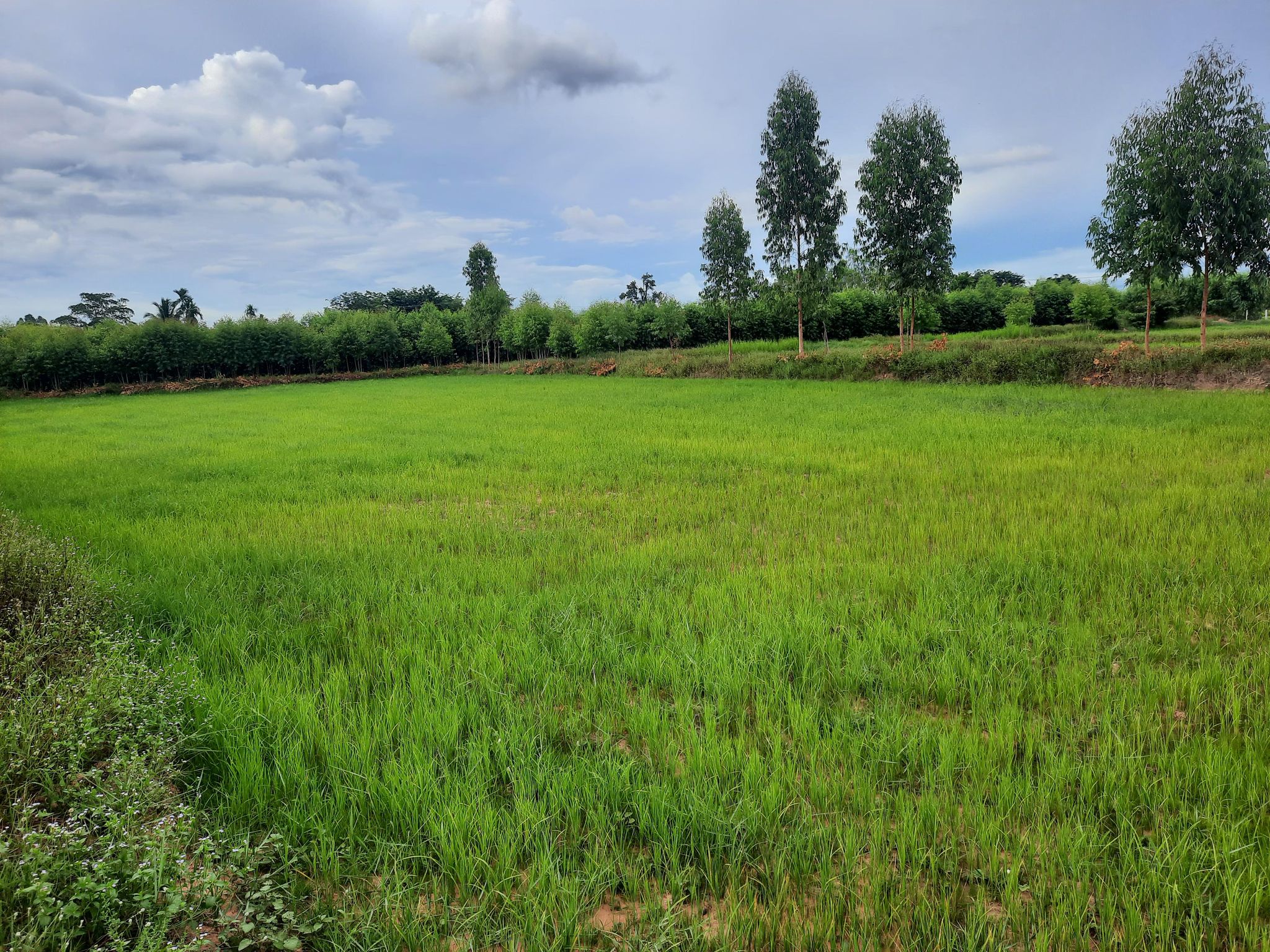 ที่ดินที่นา สังขะ สุรินทร์ 3-0-0