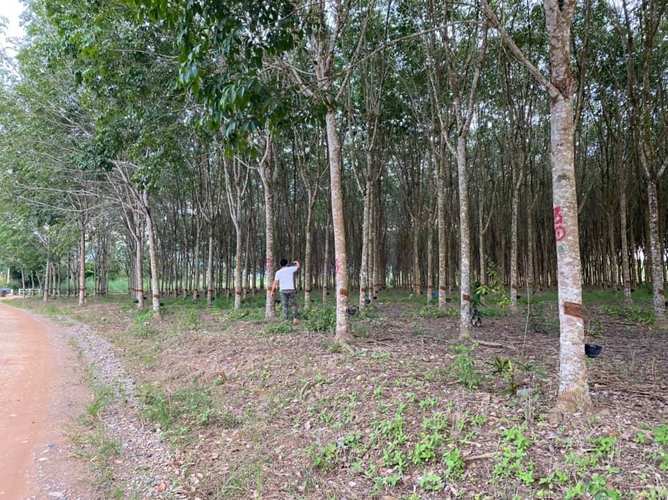 ขายที่ดิน จันทบุรี 11-0-84 ไร่