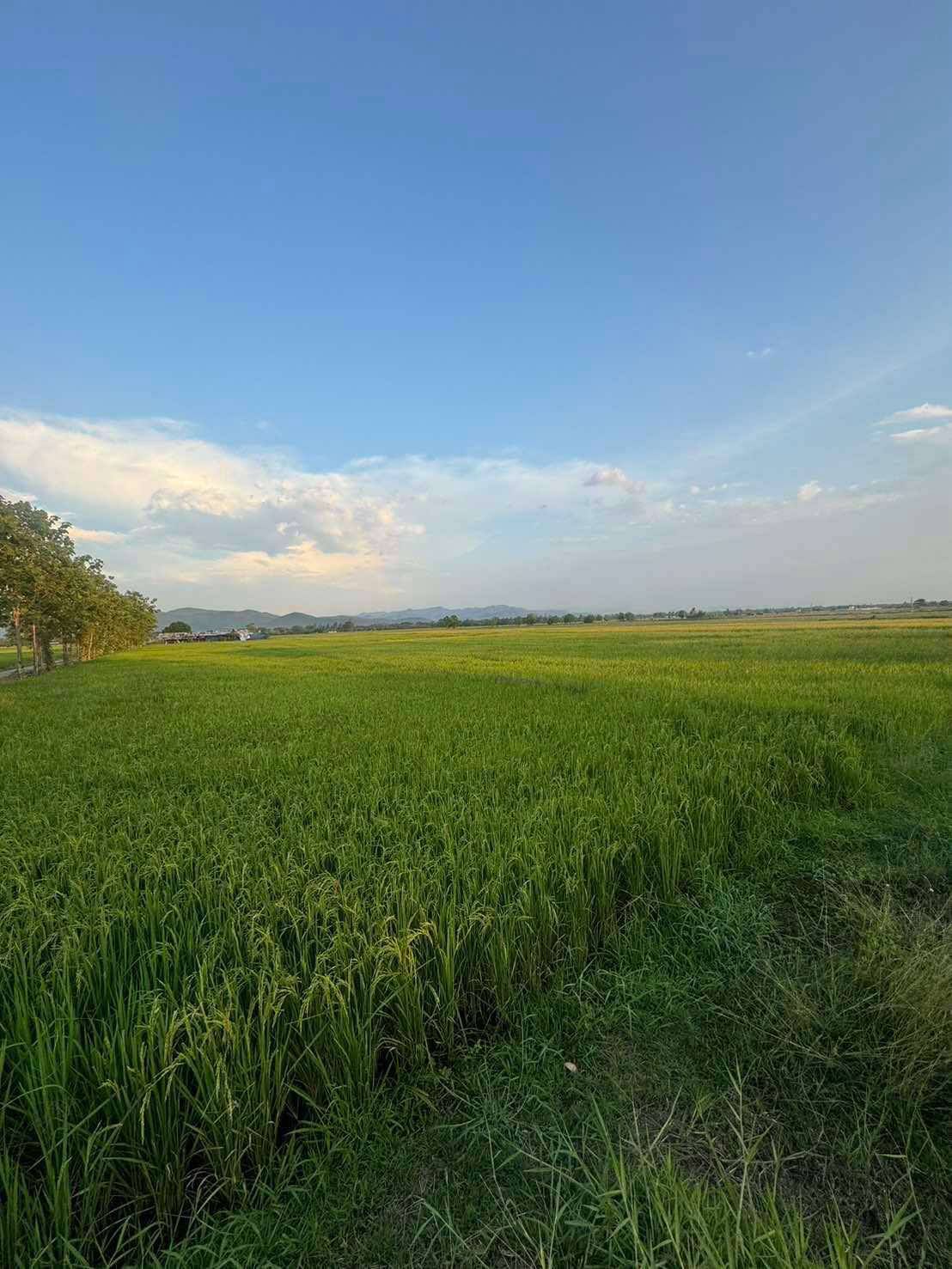 ขายที่ดินด่วน วิวสวยมาก ราคาดีลดเหลือ3M 4ไร่กว่า เชียงใหม่