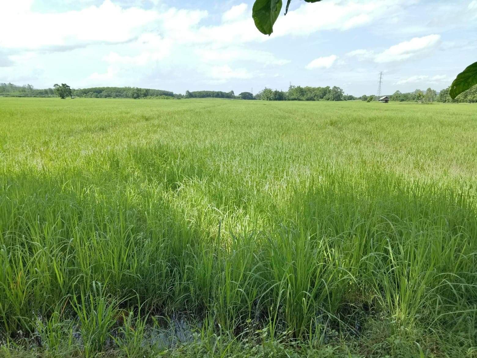 ขายที่ดินเปล่า เหมาะสำหรับทำการเกษตรกรรม อ.เมืองเชียงราย จ.เชียงราย 9-2-19 ไร่