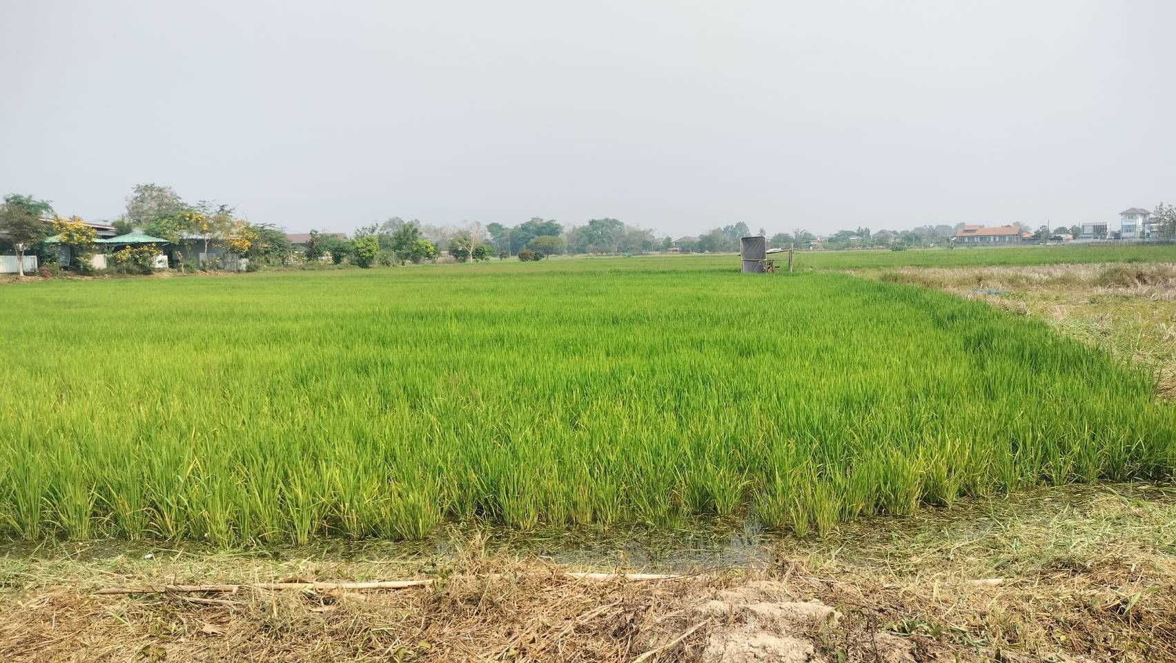 ขายที่ดินเชียงราย อำเภอเมืองเชีนงราย ที่ดินเปล่าหน้าสนามบินเชียงราย