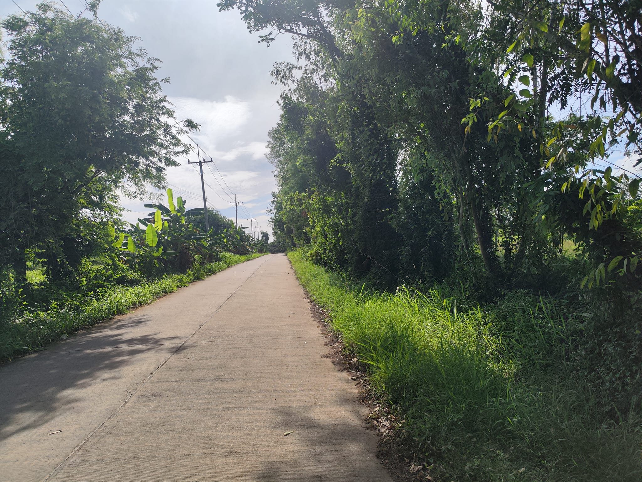 สวนลำไย แปลงใหญ่ สอยดาว จันทบุรี 38 ไร่