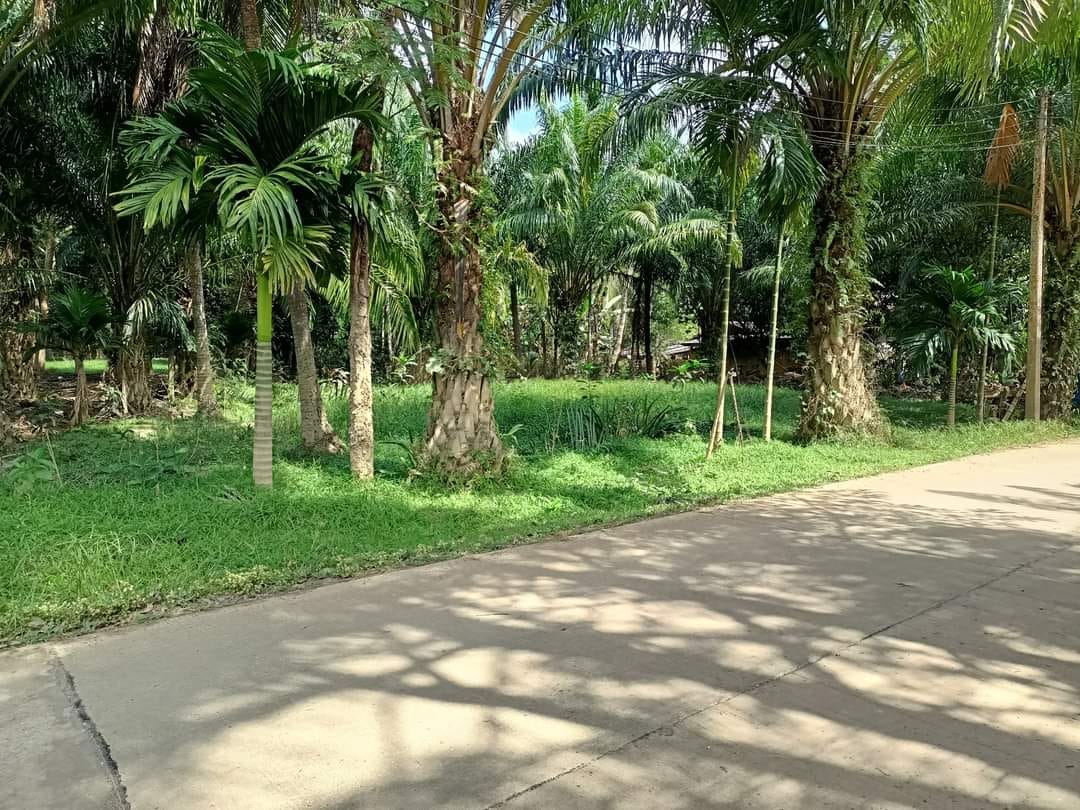ขายที่ดิน ชุมพร 0-1-33.2 ไร่