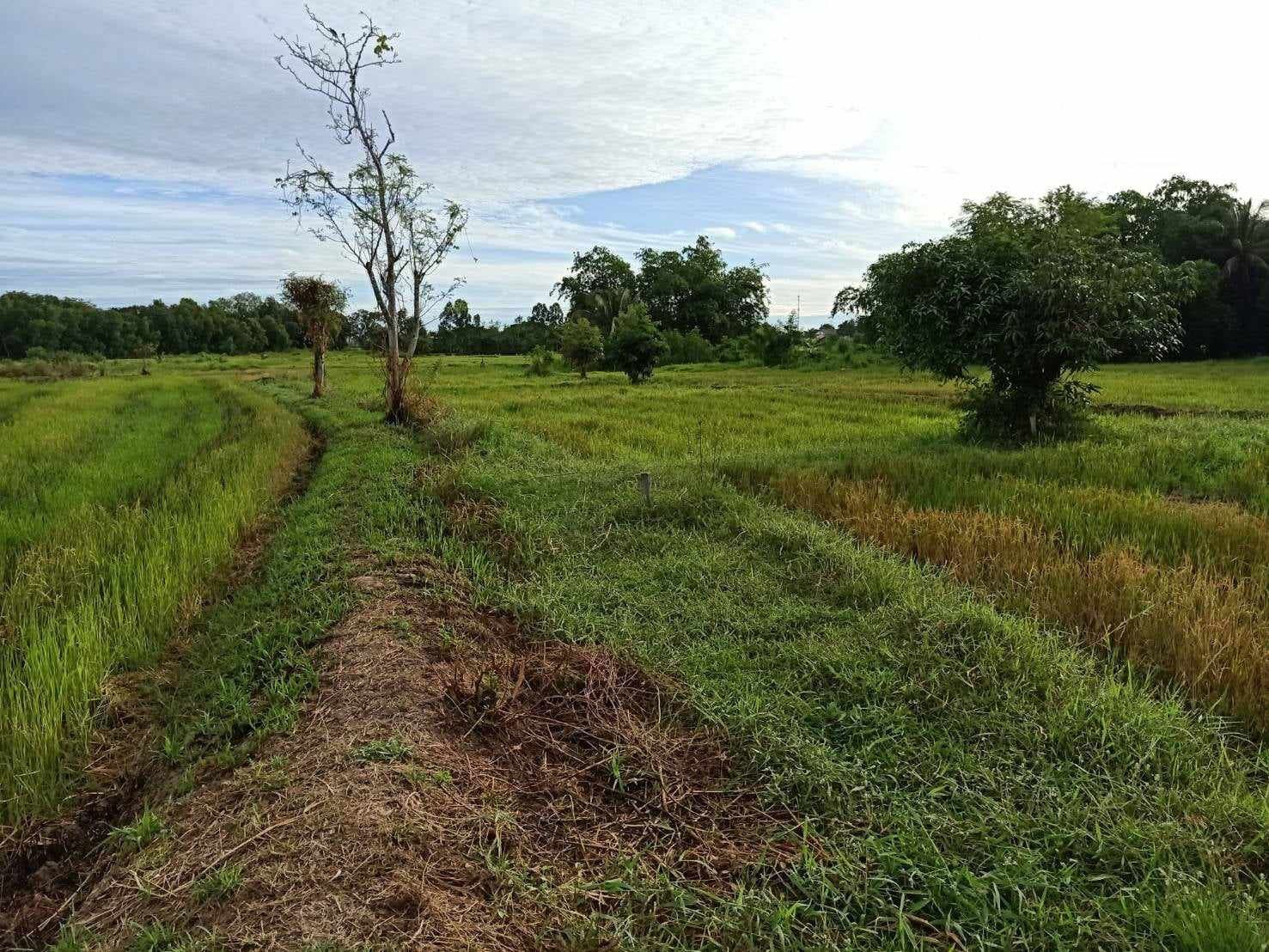 ขายที่ดินเพชรบุรี ใกล้ชุมชนและแหล่งอำนวยความสะดวก บรรยากาศดี ติดทางสาธารณะ ชะอำ เพชรบุรี 2-0-3.5