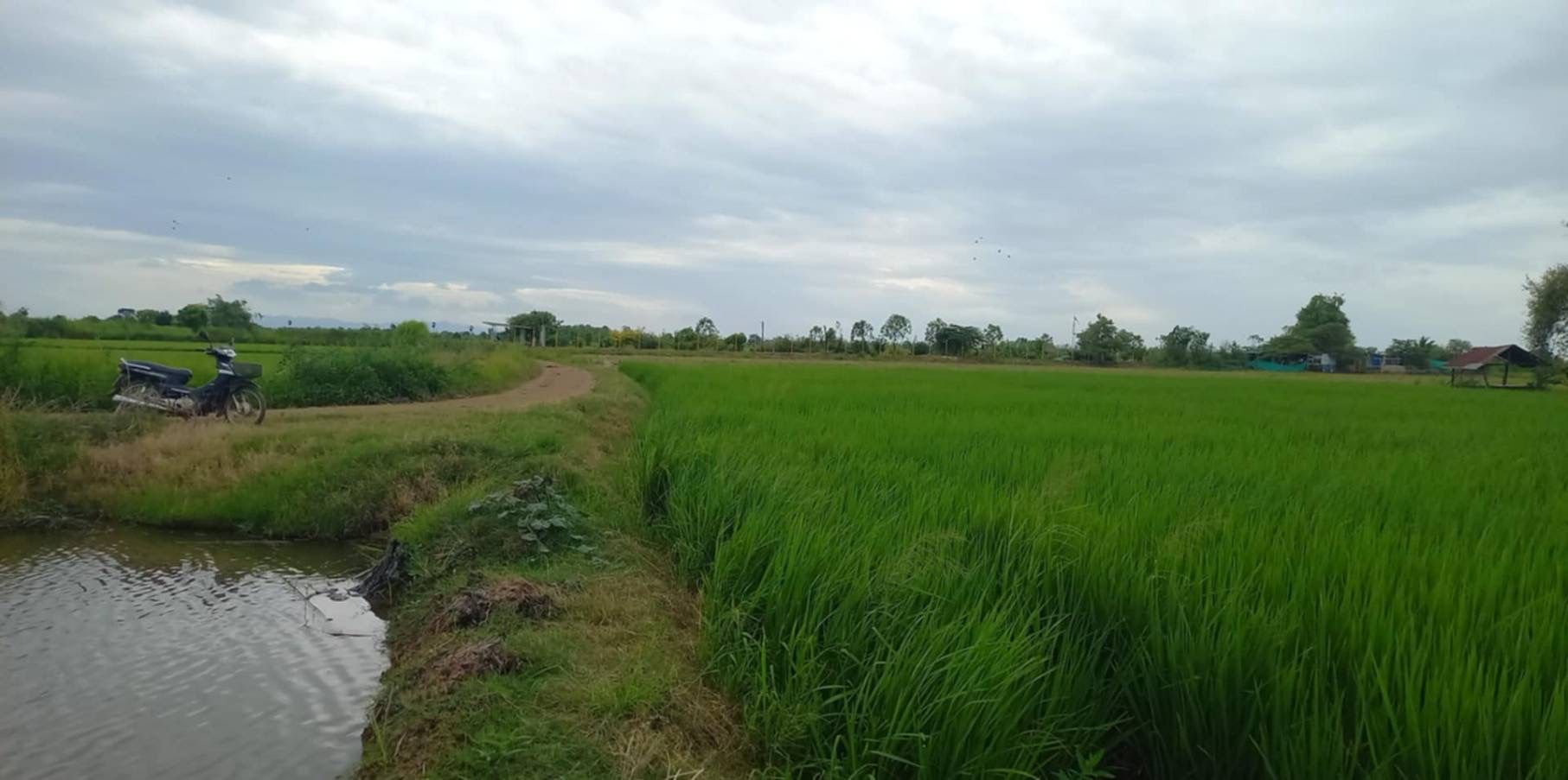 ขายที่ดินสุโขทัย ศรีสำโรง ที่ดินที่นา 7 ไร่.